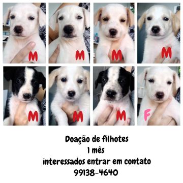 Doação de Filhotes de 1 Mês