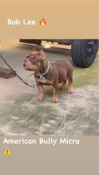 Filhote American Bully MICRO - TRICHOCO