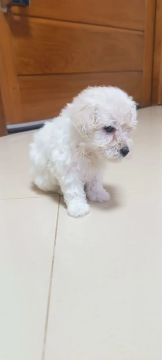 Filhote de poodle toy macho Branco