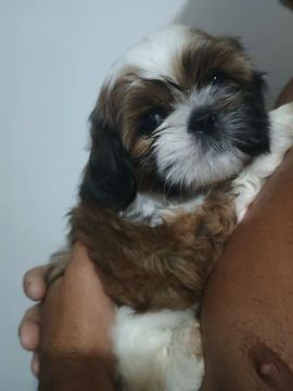 Filhote Shih Tzu - Uma fofura!