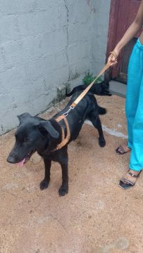 Filhote macho de pastor alemão preto/ labrador 