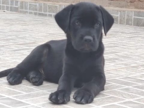 labrador filhote macho