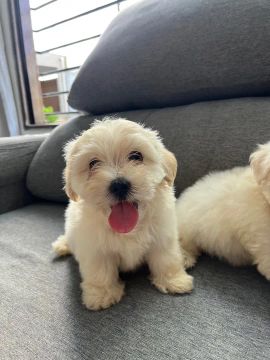 Filhotes de Maltês Lindos