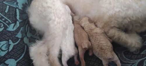 Filhotes de Poodle para vende 
