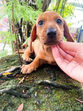 Filhote de Dachshund