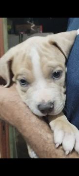Filhote de American Bully 