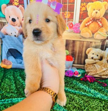 Golden retriever fêmea e macho pedigree recibo - garantia de saúde 