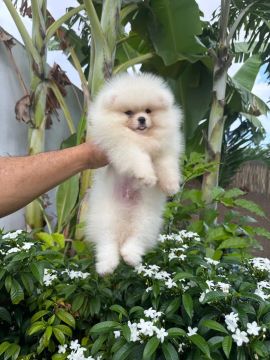 Spitz alemão anão machinho Baby face