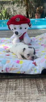 Filhote de Bulldog Francês