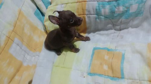 Pinscher chocolatudo escuro macho 