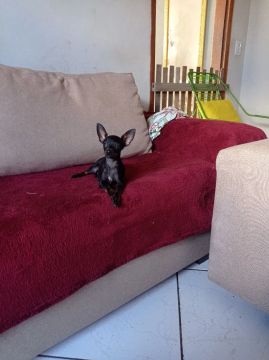 Filhote de pinscher 