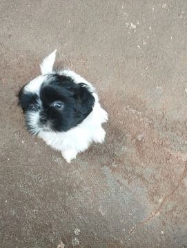 Filhote Shih Tzu