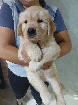 Filhotes Golden Retriever