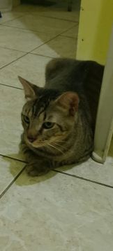 Gato Macho Castrado, Adoção Responsável 