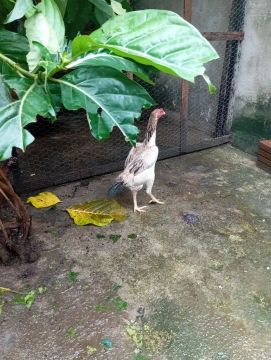 Galo de raça