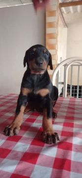 Filhote Doberman