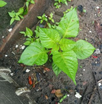 Pés de pimenteiras de cheiro 