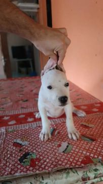 Filhote de Pitbull Branco valor a negociar 