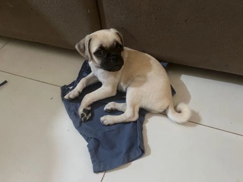 Filhote de Pug