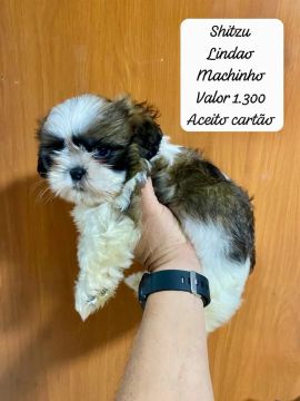 Shih Tzu Filhote Machinho lindao bem peludo 