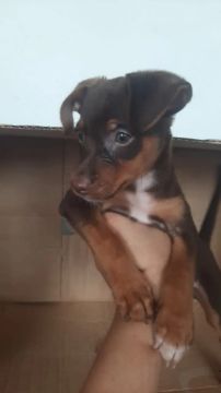Último disponível (pinscher) macho