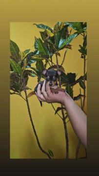 Fêmeas De Pinscher Miniatura N1
