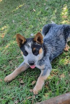Filhote Blue heller boiadeiro australiano pastoreio