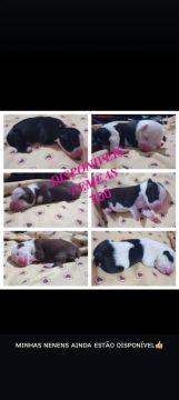 Filhotes de Pitbull com American terrier 