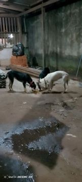 Doação de cachorras 