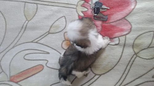 Filhote Shih Tzu - Fofo e Carinhoso