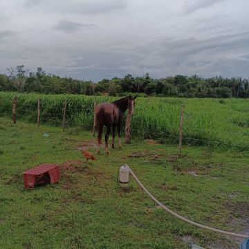 Cavalo , troco em égua de raça.