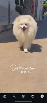 Spitz Alemão procurando namorada 