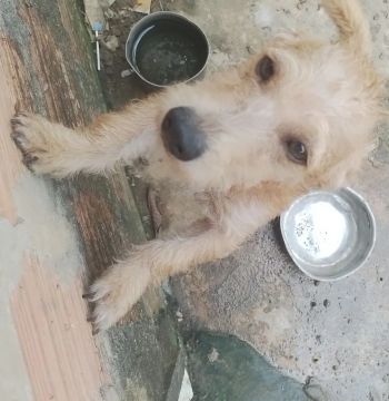 cachorro mãe é filho super carinhosos 