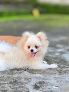 Lulu da pomeranha femeia mini 