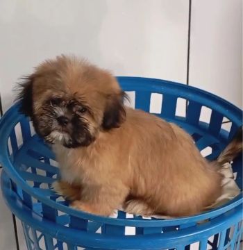 Shih tzu