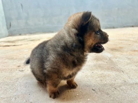 Filhote de Chow-Chow
