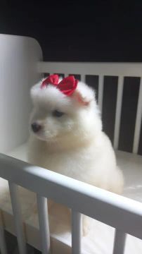 Filhote de Samoiedo Fêmea!Adora brincar e é muito carinhosa 