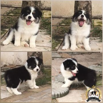 Filhote de Border Collie 