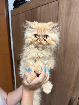 Filhotes de Gato Persa 