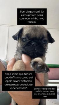 Pug filhote - fofinho e carinhoso