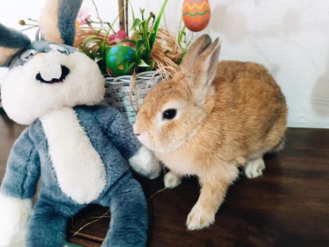 Mini coelha fêmea adulta 