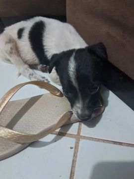 Filhote de cachorro - disponível para adoção