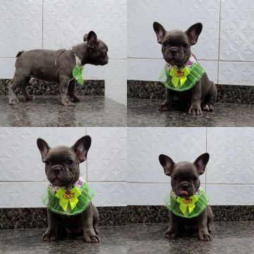 Bulldog Francês exótico 
