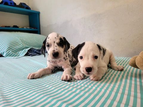 Dois filhotes de Dálmata 