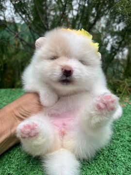 Lulu da Pomerania (Spitz alemão anãos)