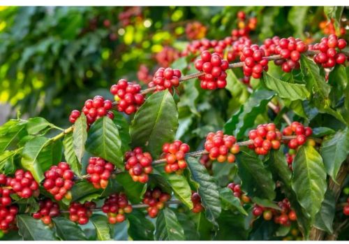Fazenda de Cafe a Venda no Estado de São Paulo 