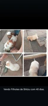 Filhotes Shih Tzu com 40 dias
