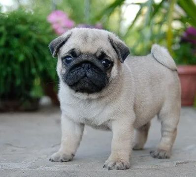 Filhotes com procedência Pug machos e fêmeas