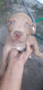 Filhote Pitbull Fêmea- 