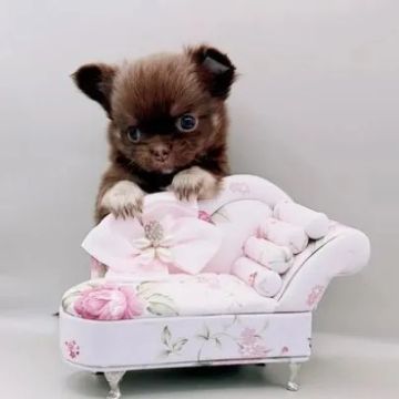Chihuahua à Venda: Simplesmente Irresistíveis